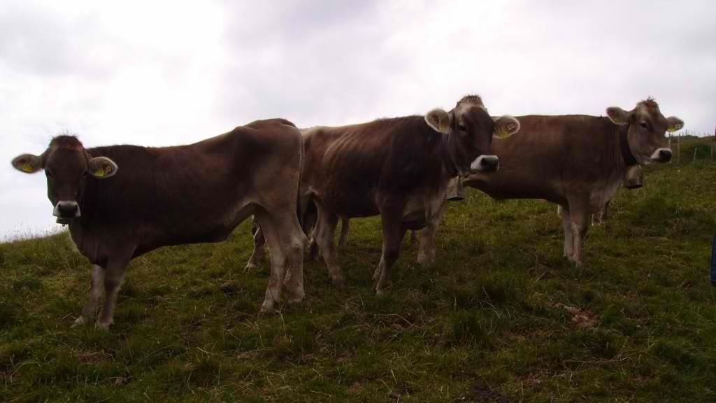 Ferienhuette Kaelberweide Daire Hittisau Dış mekan fotoğraf